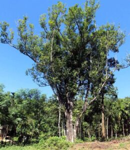 cây trầm hương tự nhiên
