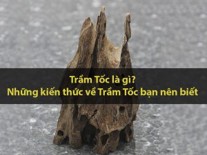 Những kiến thức về Trầm Tốc bạn nên biết