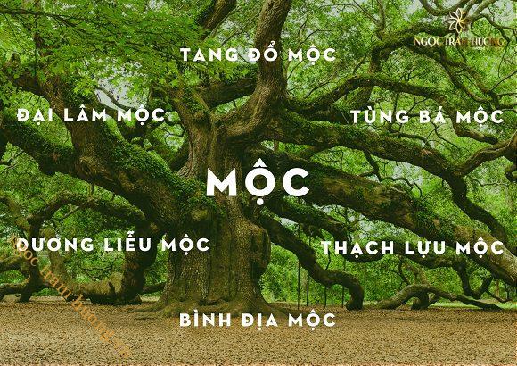 Vòng trầm hương từ thiên nhiên - Ngọc Trầm Hương