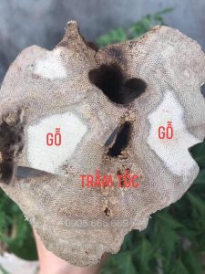 Vòng trầm hương từ thiên nhiên - Ngọc Trầm Hương